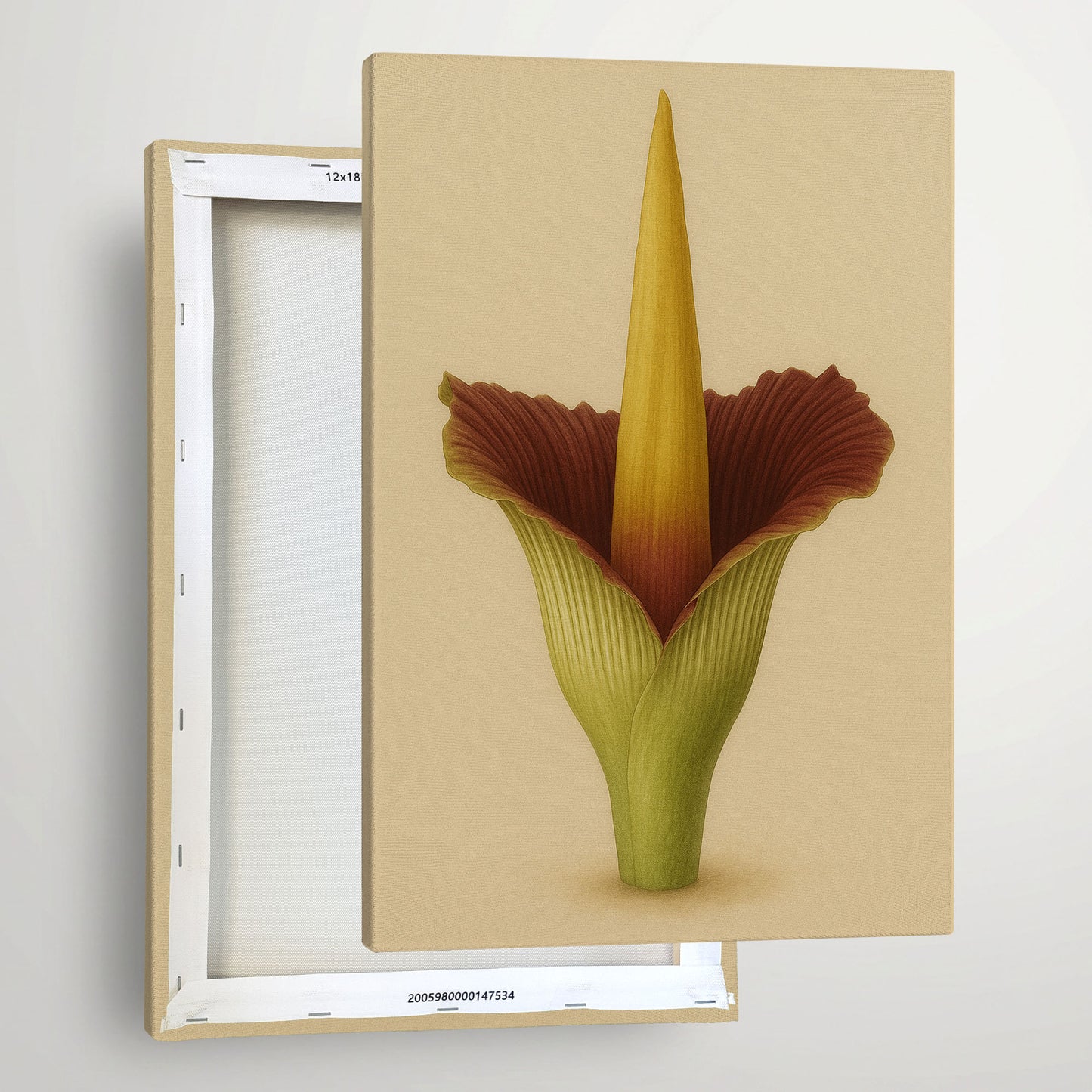 Amorphophallus Titanum – Classic Botanical Illustration Canvas Art