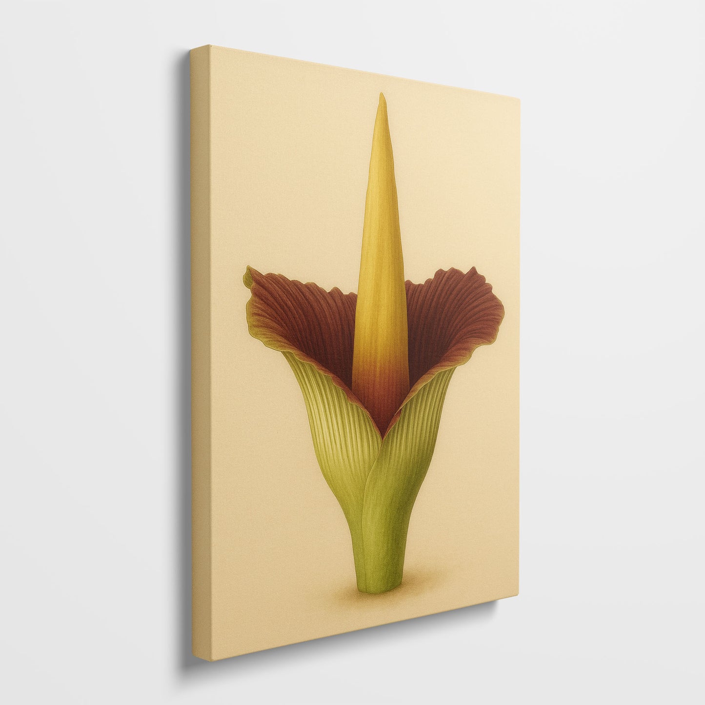 Amorphophallus Titanum – Classic Botanical Illustration Canvas Art