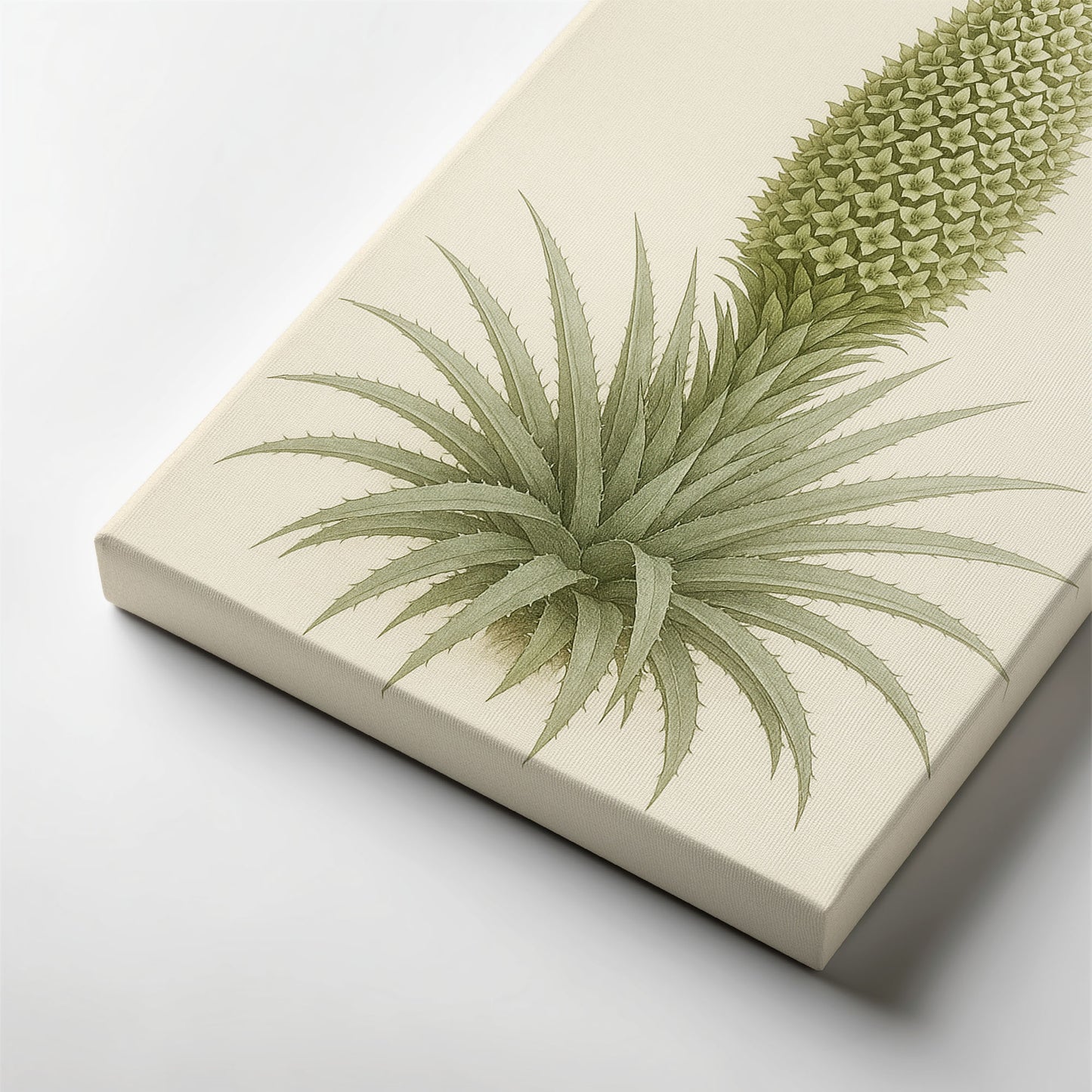 Spiral Rosette Bloom - Botanical Illustration Canvas Wall Art