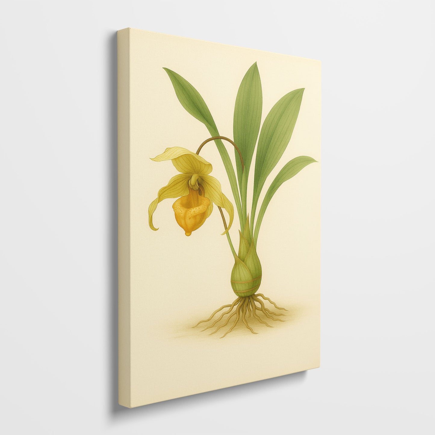 Golden Slipper Orchid - Rare Botanical Illustration Canvas Art