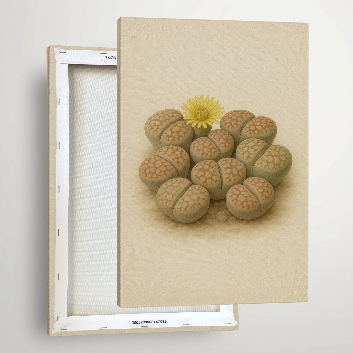 Lithops Living Stone Illustration - Minimalist Botanical Canvas Wall Art