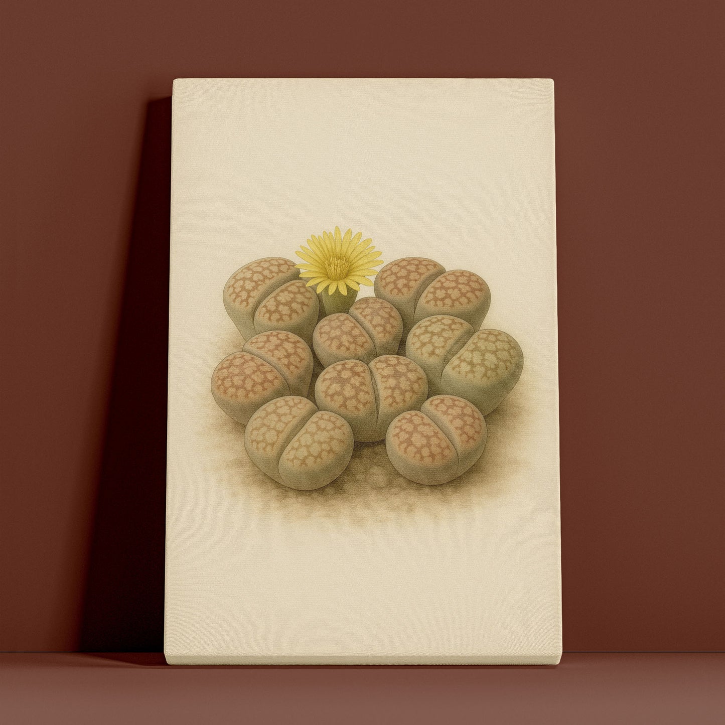 Lithops Living Stone Illustration - Minimalist Botanical Canvas Wall Art