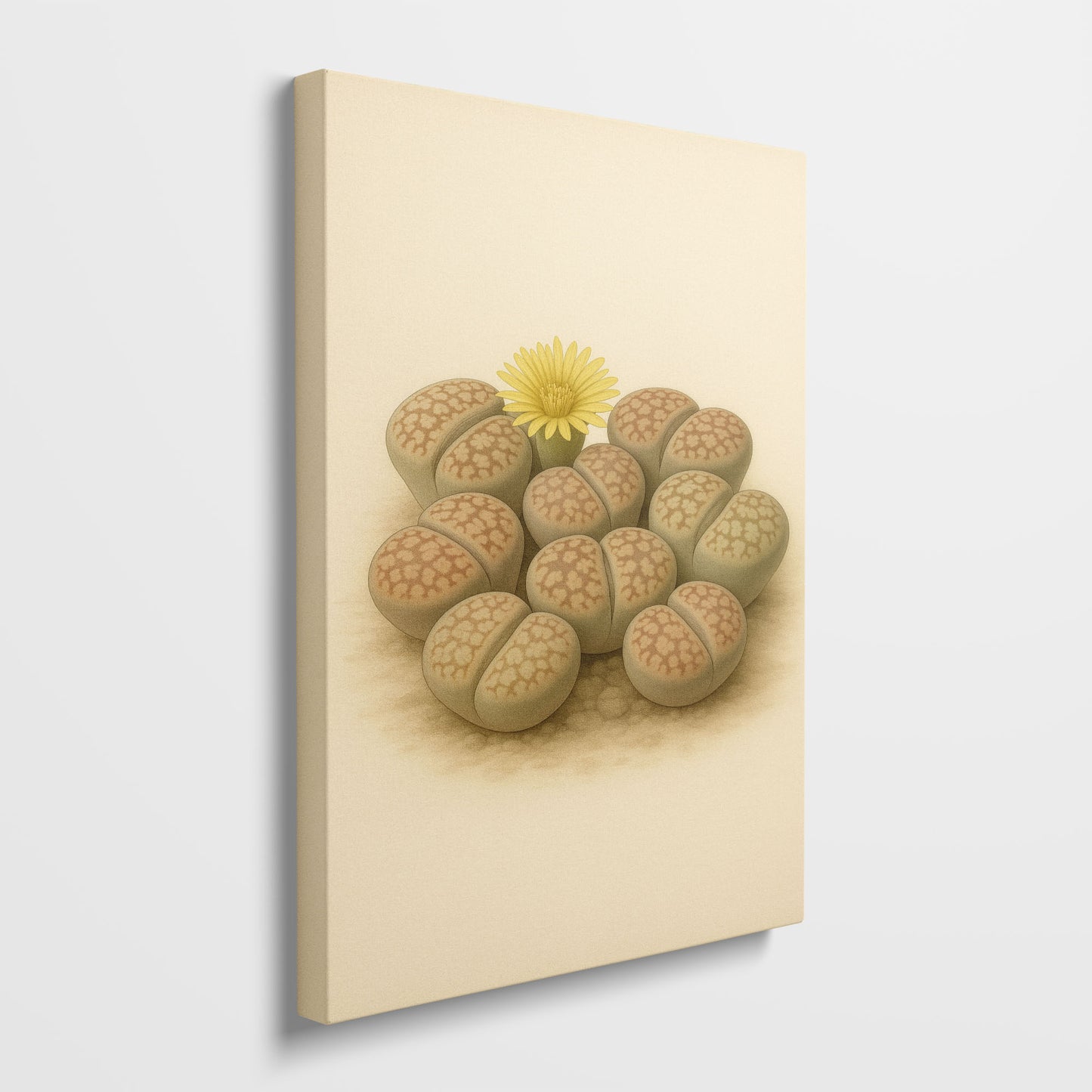 Lithops Living Stone Illustration - Minimalist Botanical Canvas Wall Art