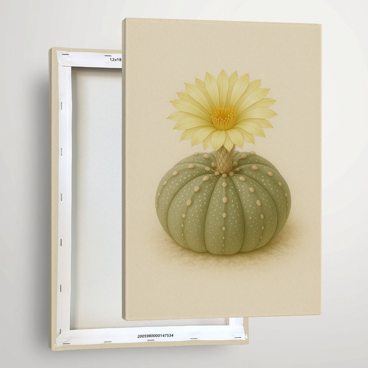 Astrophytum Cactus Flower Illustration - Minimalist Botanical Canvas Art
