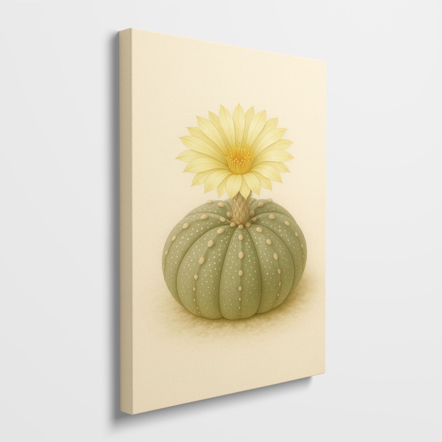 Astrophytum Cactus Flower Illustration - Minimalist Botanical Canvas Art