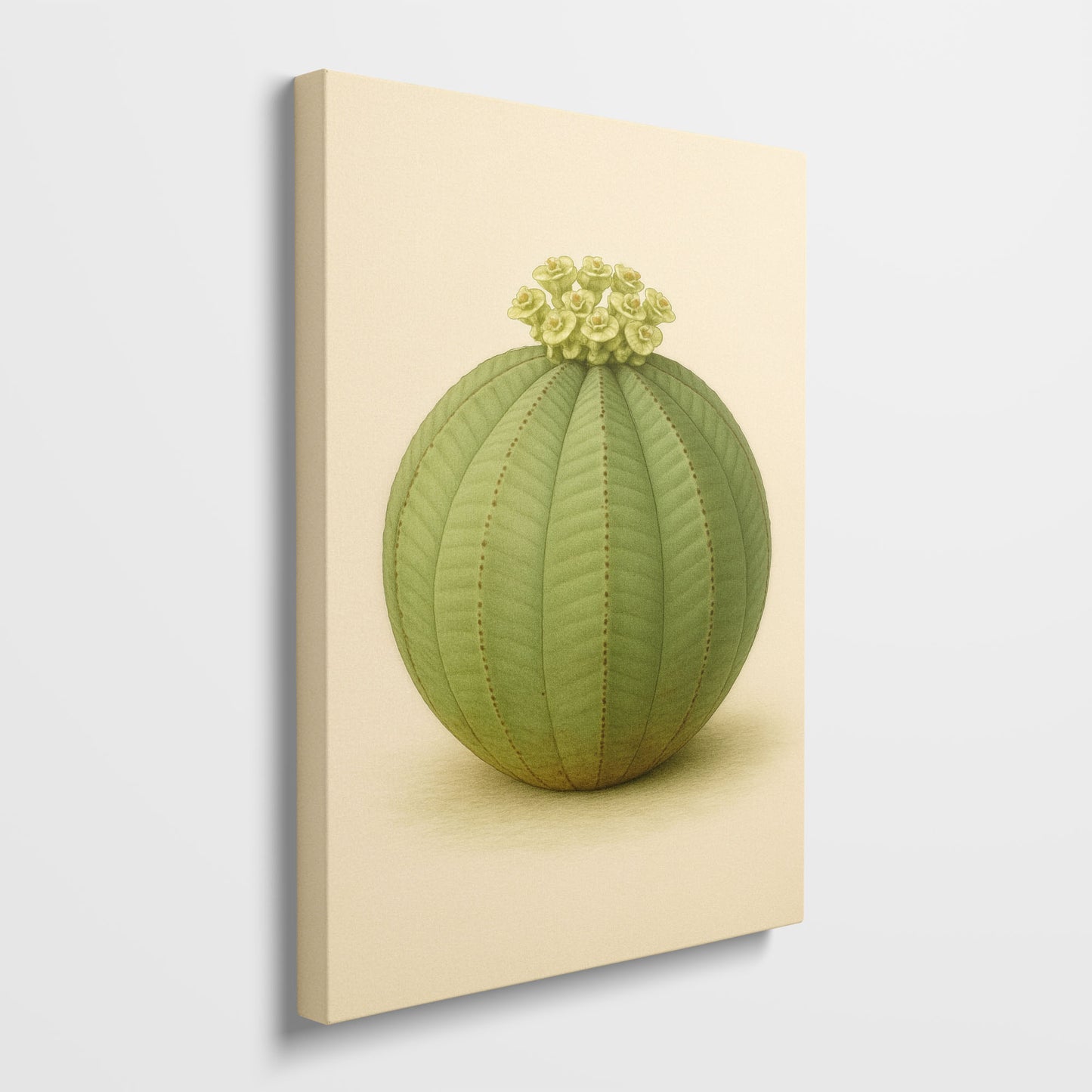 Euphorbia obesa – Botanical Canvas Wall Art